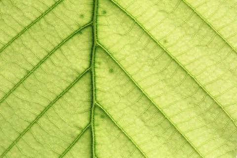 Leaf vein abstract natural pattern background. diagonal stem line. green eco Stock Photos