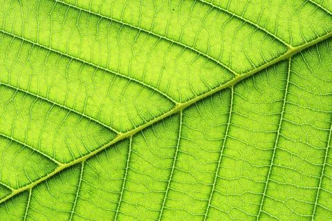 Leaf vein abstract natural pattern background. diagonal stem line. green eco Stock Photos