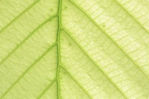 Leaf vein abstract natural pattern background. diagonal stem line. green eco Stock Photos