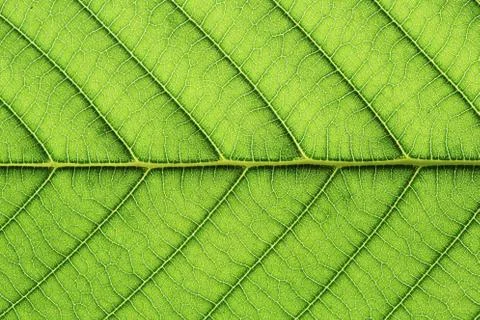 Leaf vein abstract natural pattern background. diagonal stem line. green eco Stock Photos