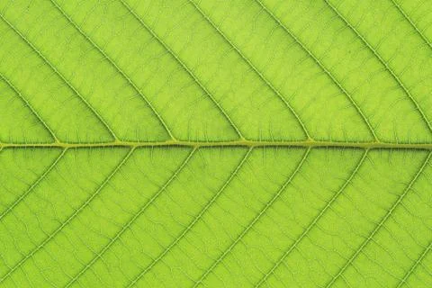 Leaf vein abstract natural pattern background. diagonal stem line. green eco Stock Photos