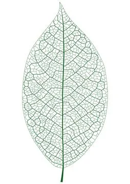 Leaf Vein Stock Illustration
