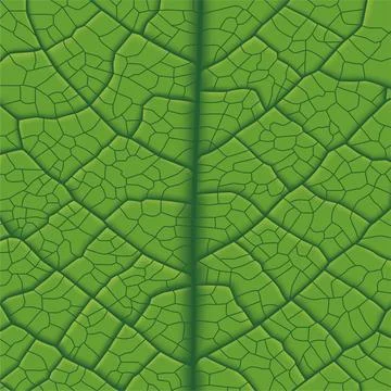 Leaf Vein Stock Illustration