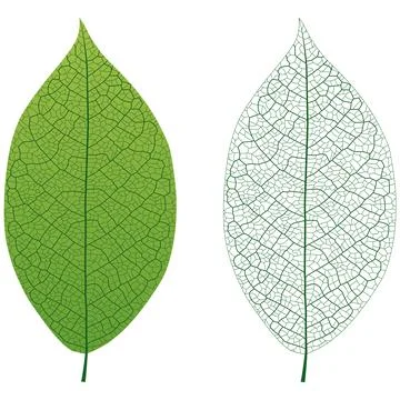 Leaf Vein Stock Illustration