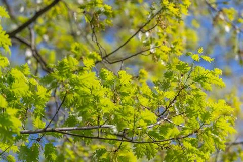 Leaf vein patterns. Closeup view highlighting complex leaf vein network on .. 库存照片