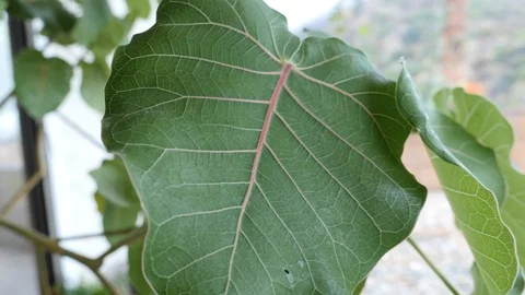 Leaf vein patterns in garden. Stock Footage 121223177