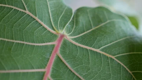 Leaf vein patterns in garden. Stock Footage 121223270