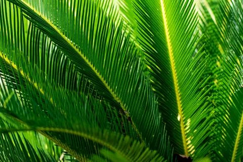 Leaf vein patterns provide a handy clue for identifying hardwood trees and .. Stock Photos