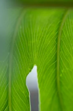 Leaf vein Stock Photos