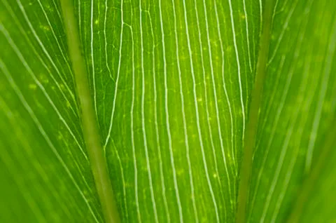 Leaf vein Foto stock