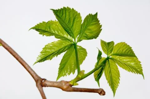 Leaf vein Stock Photos