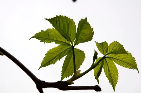 Leaf vein Stock-Fotos