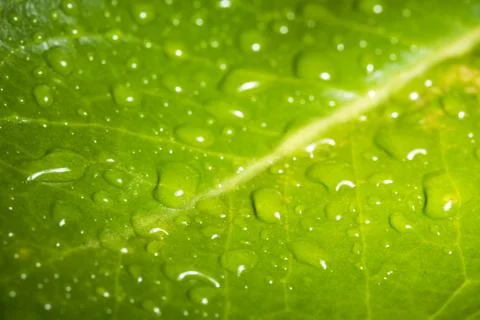 Leaf vein with raindrop Stock Photos