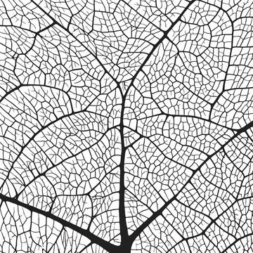 Leaf vein texture abstract background with close up plant leaf cells ornament Stock Illustration