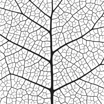 Leaf vein texture abstract background with close up plant leaf cells ornament Stock Illustration