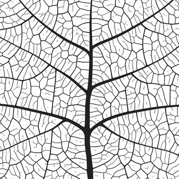 Leaf vein texture abstract background with close up plant leaf cells ornament Stock Illustration