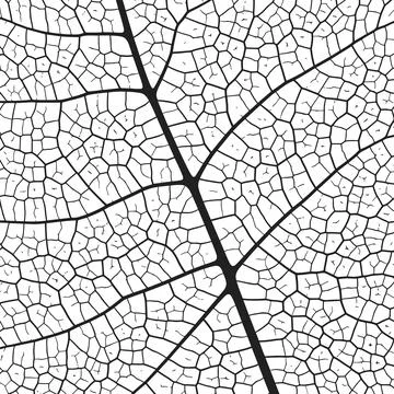 Leaf vein texture abstract background with close up plant leaf cells ornament Stock Illustration