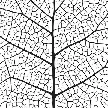 Leaf vein texture abstract background with close up plant leaf cells ornament Stock Illustration
