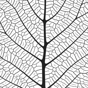 Leaf vein texture abstract background with close up plant leaf cells ornament Stock Illustration