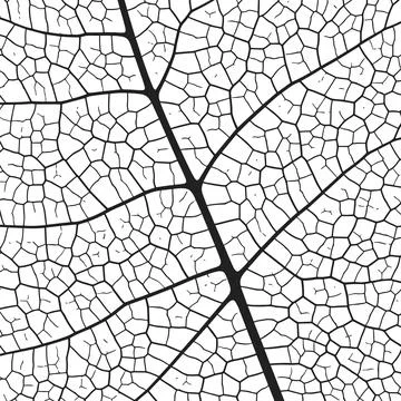 Leaf vein texture abstract background with close up plant leaf cells ornament Stock Illustration