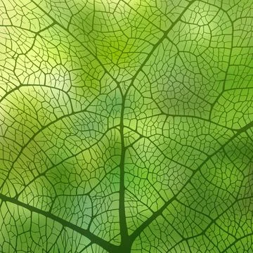 Leaf vein texture abstract background with close up plant leaf cells ornament Stock Illustration
