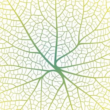 Leaf vein texture abstract background with close up plant leaf cells ornament Stock Illustration