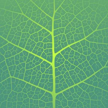 Leaf vein texture abstract background with close up plant leaf cells ornament Stock Illustration