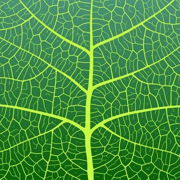 Leaf vein texture abstract background with close up plant leaf cells ornament Stock Illustration