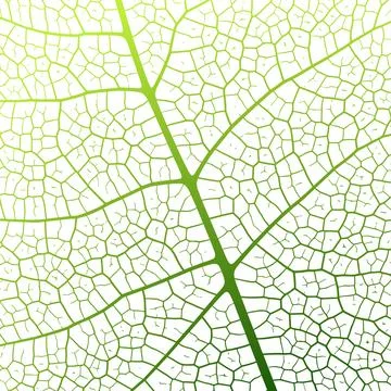 Leaf vein texture abstract background with close up plant leaf cells ornament Stock Illustration
