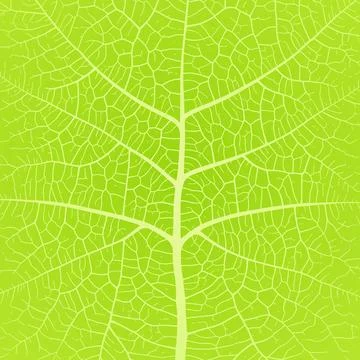Leaf vein texture abstract background with close up plant leaf cells ornament イラスト素材