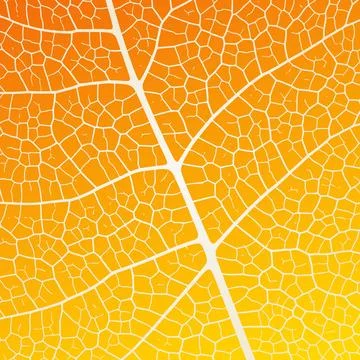 Leaf vein texture abstract background with close up plant leaf cells ornament イラスト素材