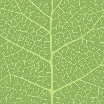 Leaf vein texture abstract background with close up plant leaf cells ornament Stock Illustration