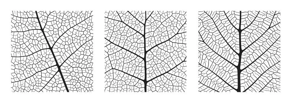 Leaf vein texture abstract background set with close up plant leaf cells イラスト素材