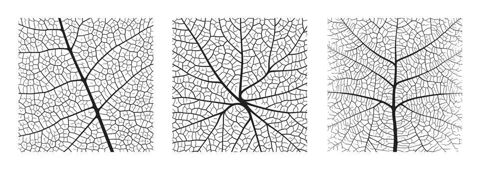 Leaf vein texture abstract background set with close up plant leaf cells Stock Illustration