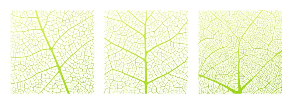 Leaf vein texture abstract background with close up plant leaf cells ornament Stock Illustration