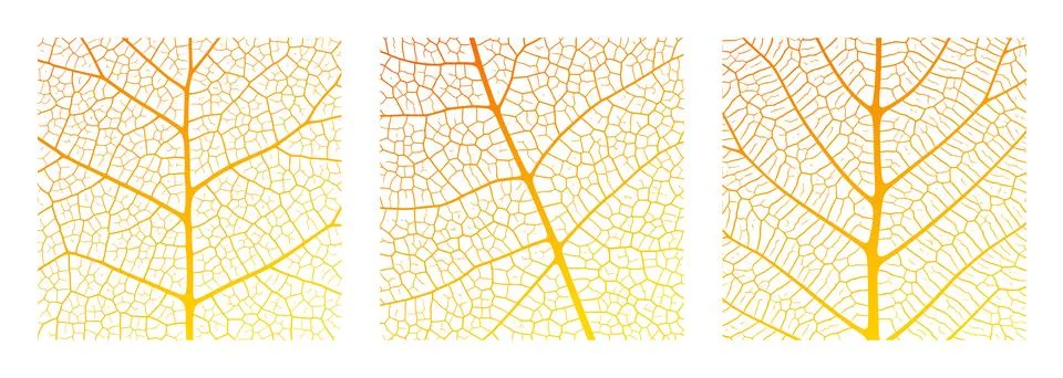 Leaf vein texture abstract background with close up plant leaf cells ornament Stock Illustration