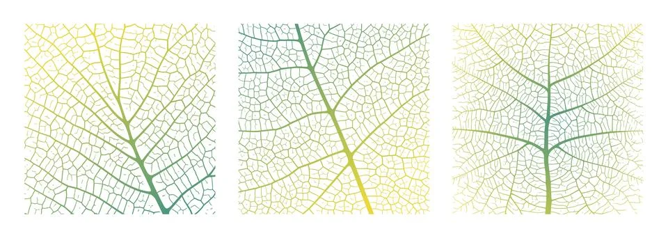 Leaf vein texture abstract background with close up plant leaf cells ornament Stock Illustration