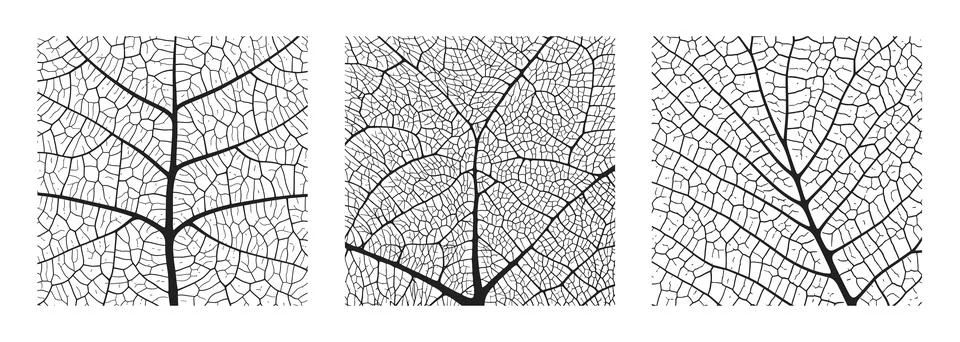 Leaf vein texture abstract background set with close up plant leaf cells Stock Illustration