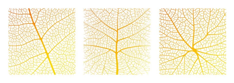 Leaf vein texture abstract background with close up plant leaf cells ornament Stock Illustration