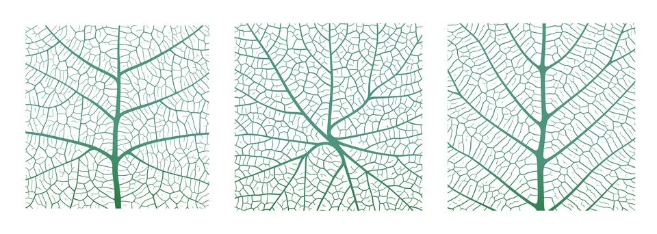 Leaf vein texture abstract background with close up plant leaf cells ornament Stock Illustration