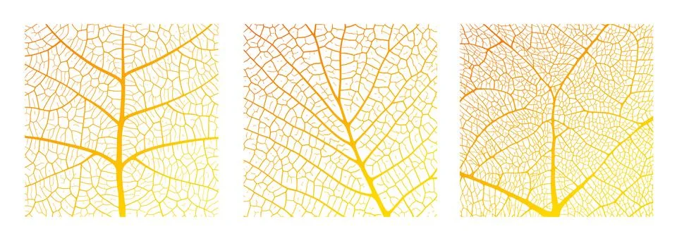 Leaf vein texture abstract background with close up plant leaf cells ornament Stock Illustration