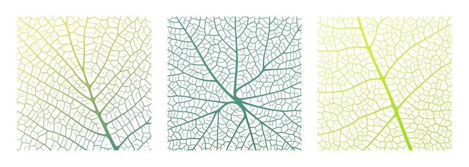 Leaf vein texture abstract background with close up plant leaf cells ornament Stock Illustration