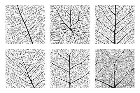 Leaf vein texture abstract background set with close up plant leaf cells Stock Illustration