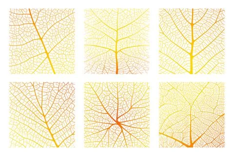 Leaf vein texture abstract background with close up plant leaf cells ornament Stock Illustration