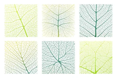 Leaf vein texture abstract background with close up plant leaf cells ornament Stock Illustration