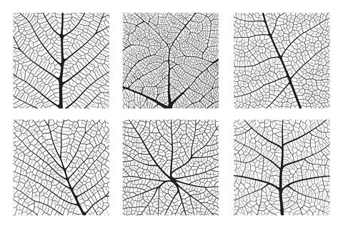 Leaf vein texture abstract background set with close up plant leaf cells Stock Illustration