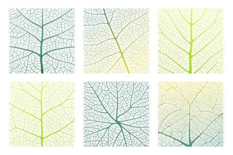 Leaf vein texture abstract background with close up plant leaf cells ornament Stock Illustration