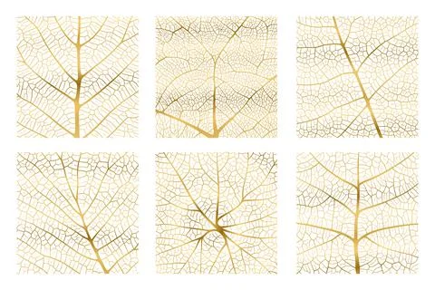 Leaf vein texture abstract background with close up plant leaf cells ornament Stock Illustration