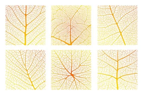 Leaf vein texture abstract background with close up plant leaf cells ornament Stock Illustration