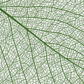 Leaf vein texture or plant cell closeup background Stock Illustration